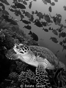 Turtle on the Alam Batu housereef by Beate Seiler 
